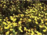 Yellow chrysanthemums grow in profusion in the spring.
